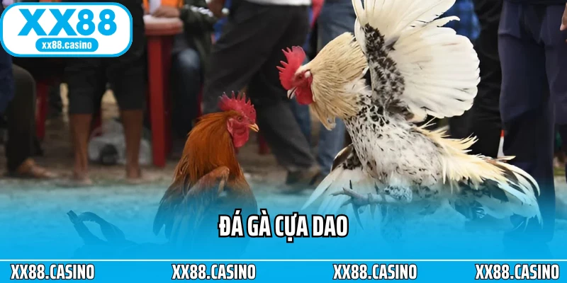 Đá Gà Cựa Dao: Cách Chơi, Luật Và Mẹo Xem Đá Gà Chuẩn Nhất - Winlucky99