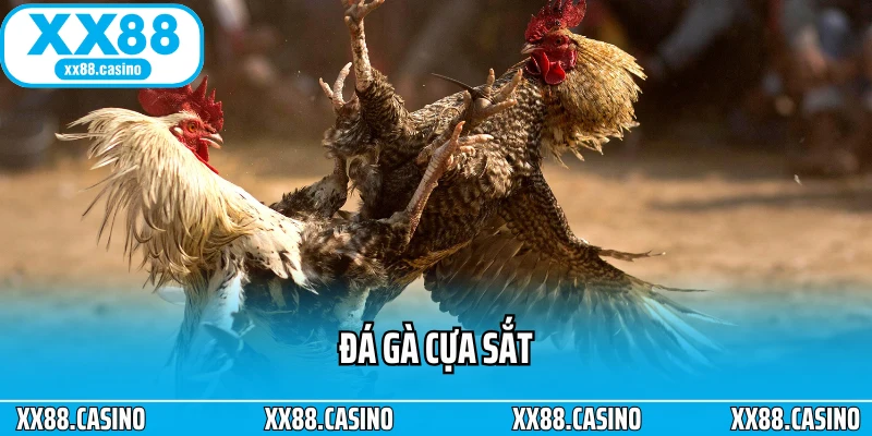 Đá Gà Cựa Sắt: Đấu Trường Kịch Tính Cho Bet Thủ Mê Tốc Độ - Winlucky99