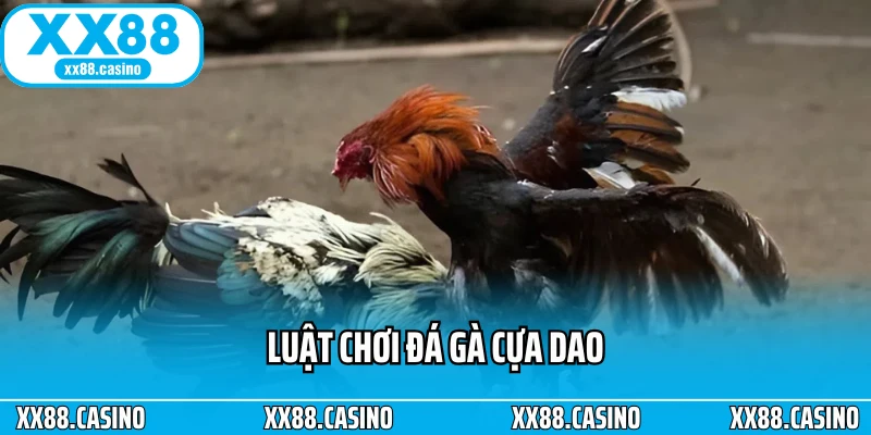 Đá Gà Cựa Dao: Cách Chơi, Luật Và Mẹo Xem Đá Gà Chuẩn Nhất - Winlucky99