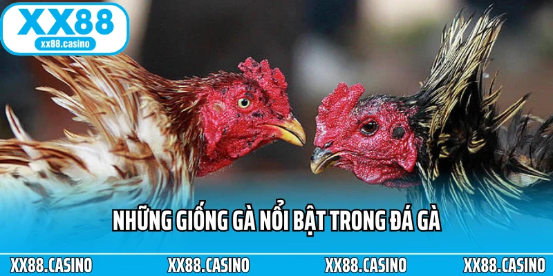 Đá Gà Cựa Dao: Cách Chơi, Luật Và Mẹo Xem Đá Gà Chuẩn Nhất - Winlucky99