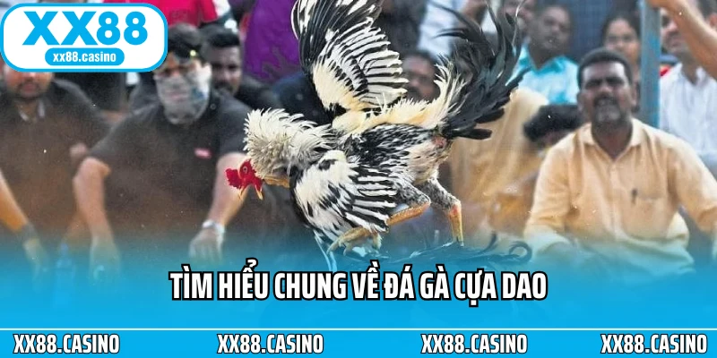 Đá Gà Cựa Dao: Cách Chơi, Luật Và Mẹo Xem Đá Gà Chuẩn Nhất - Winlucky99