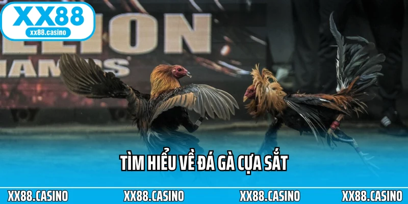 Đá Gà Cựa Sắt: Đấu Trường Kịch Tính Cho Bet Thủ Mê Tốc Độ - Winlucky99 Đá Gà Cựa Sắt: Đấu Trường Kịch Tính Cho Bet Thủ Mê Tốc Độ - Winlucky99