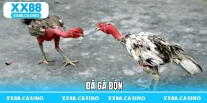 Trải Nghiệm Đá Gà XX88 - Căng Thẳng Từng Pha Ra Đòn - Winlucky99