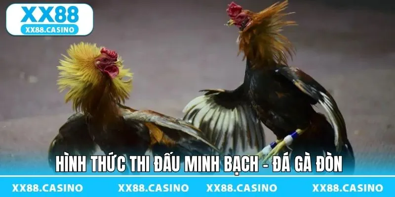 Đá Gà Đòn - Sàn Đấu Kịch Tính Đậm Bản Sắc Dân Gian Tại XX88 - Winlucky99 Đá Gà Đòn - Sàn Đấu Kịch Tính Đậm Bản Sắc Dân Gian Tại XX88 - Winlucky99