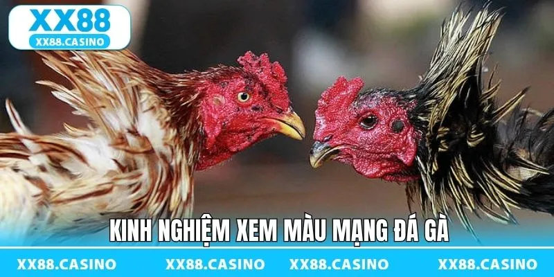 Màu Mạng Đá Gà - Bí Kíp Chọn Chiến Kê Chuẩn Tại XX88 - Winlucky99