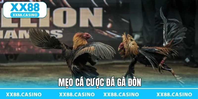 Đá Gà Đòn - Sàn Đấu Kịch Tính Đậm Bản Sắc Dân Gian Tại XX88 - Winlucky99 Đá Gà Đòn - Sàn Đấu Kịch Tính Đậm Bản Sắc Dân Gian Tại XX88 - Winlucky99