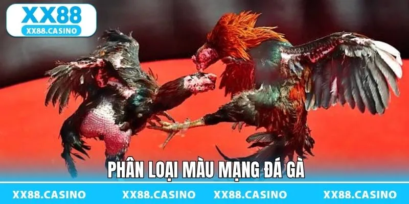 Màu Mạng Đá Gà - Bí Kíp Chọn Chiến Kê Chuẩn Tại XX88 - Winlucky99