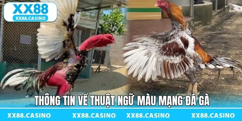 Màu Mạng Đá Gà - Bí Kíp Chọn Chiến Kê Chuẩn Tại XX88 - Winlucky99