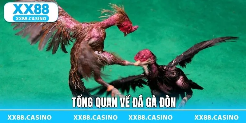 Đá Gà Đòn - Sàn Đấu Kịch Tính Đậm Bản Sắc Dân Gian Tại XX88 - Winlucky99 Đá Gà Đòn - Sàn Đấu Kịch Tính Đậm Bản Sắc Dân Gian Tại XX88 - Winlucky99
